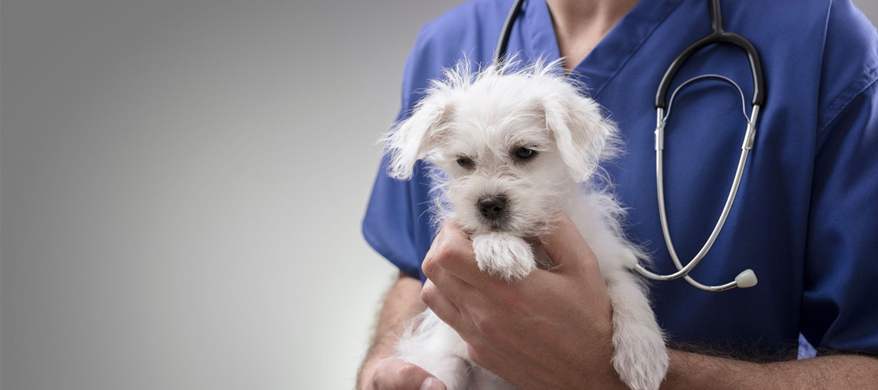 Curso de Auxiliar Veterinário de Nível Técnico